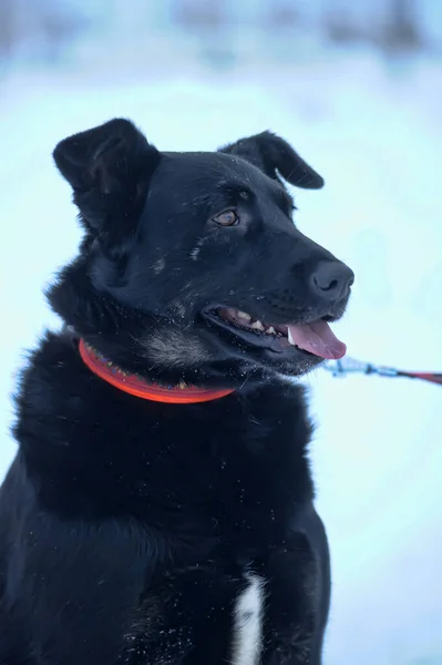 Schwarzer Mischlingshund Winter Der Leine Freien — Stockfoto