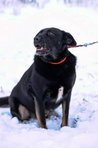 Black Mongrel Dog Mongrel Outdoors Winter Leash — Stock Photo, Image