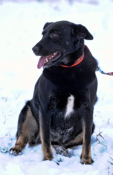 Kışın Tasmalı Siyah Kırma Köpek Dışarıda Geziyor — Stok fotoğraf