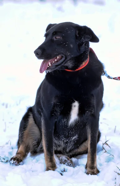 Schwarzer Mischlingshund Winter Der Leine Freien — Stockfoto