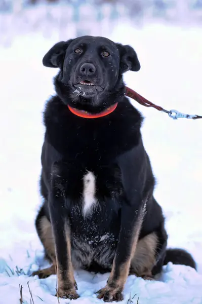 Schwarzer Mischlingshund Winter Der Leine Freien — Stockfoto