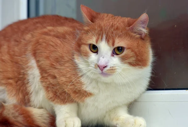 Vermelho Branco Bonito Gato Com Olhar Assustado Perto — Fotografia de Stock