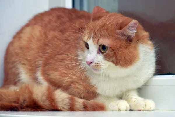 Vermelho Branco Bonito Gato Com Olhar Assustado Perto — Fotografia de Stock