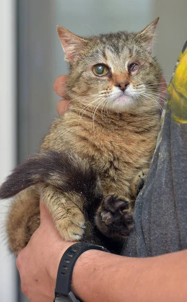 Bergaris Sedih Kucing Bermata Satu Penampungan Hewan Menutup — Stok Foto