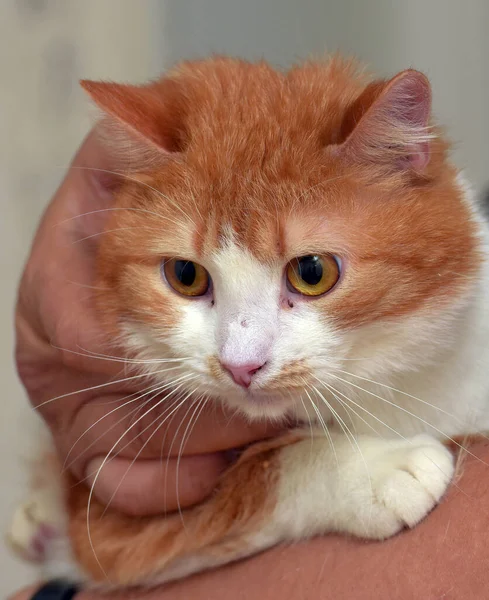 Rot Weiße Süße Katze Mit Orangefarbenen Augen Auf Den Armen — Stockfoto