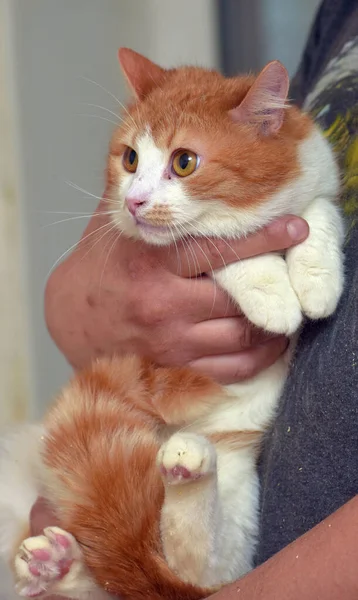 Czerwony Biały Ładny Kot Pomarańczowymi Oczami Ramionach — Zdjęcie stockowe
