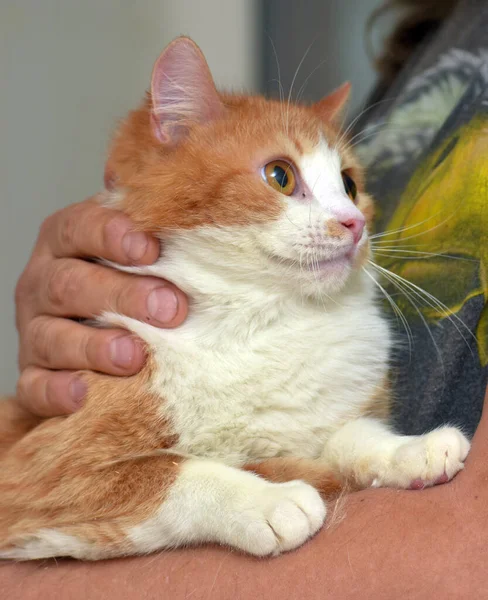 Rojo Blanco Lindo Gato Con Naranja Ojos Sus Brazos — Foto de Stock