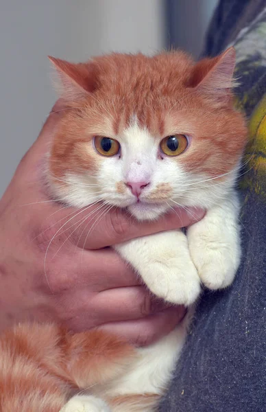 Rood Wit Schattige Kat Met Oranje Ogen Zijn Armen — Stockfoto