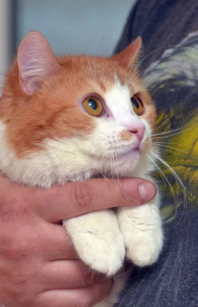 Kucing Lucu Merah Dan Putih Dengan Mata Oranye Lengannya — Stok Foto
