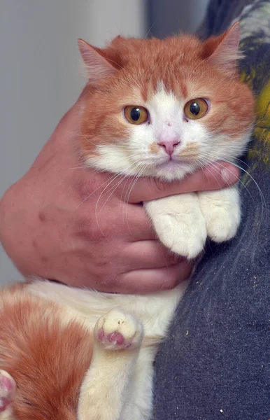 Rood Wit Schattige Kat Met Oranje Ogen Zijn Armen — Stockfoto