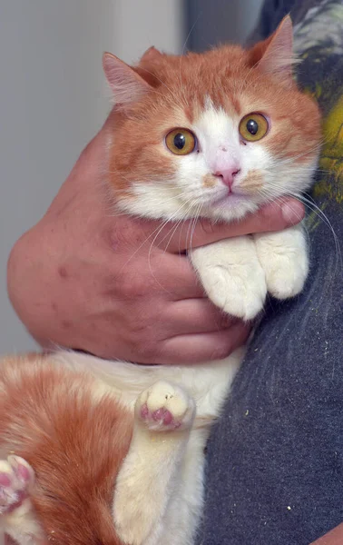 Kollarında Turuncu Gözleri Olan Kırmızı Beyaz Sevimli Bir Kedi — Stok fotoğraf