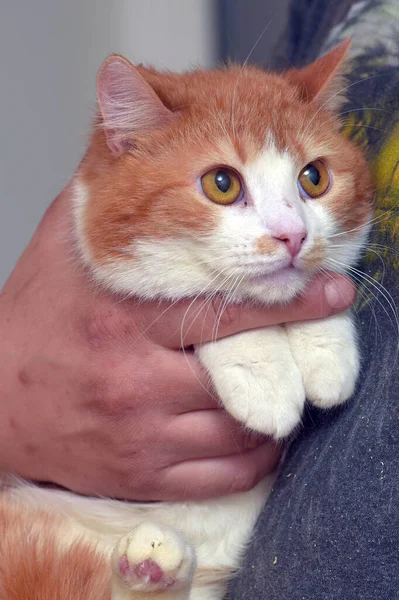 Röd Och Vit Söt Katt Med Orange Ögon Armarna — Stockfoto