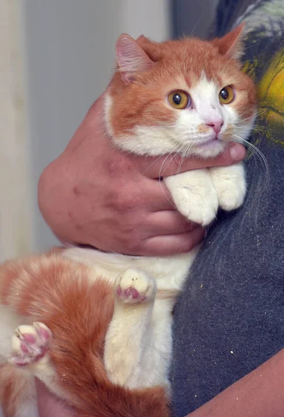 Rojo Blanco Lindo Gato Con Naranja Ojos Sus Brazos — Foto de Stock