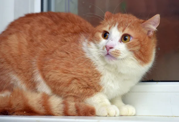 Rot Weiße Süße Katze Mit Verängstigtem Blick Aus Nächster Nähe — Stockfoto