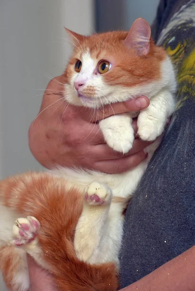 Röd Och Vit Söt Katt Med Orange Ögon Armarna — Stockfoto