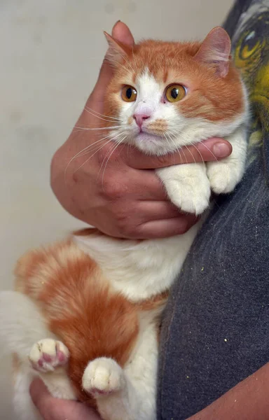 Κόκκινη Και Άσπρη Χαριτωμένη Γάτα Πορτοκαλί Μάτια Στα Χέρια Του — Φωτογραφία Αρχείου