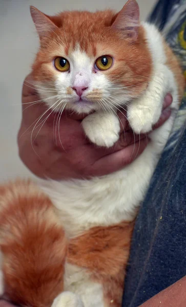 Vermelho Branco Bonito Gato Com Olhos Laranja Seus Braços — Fotografia de Stock