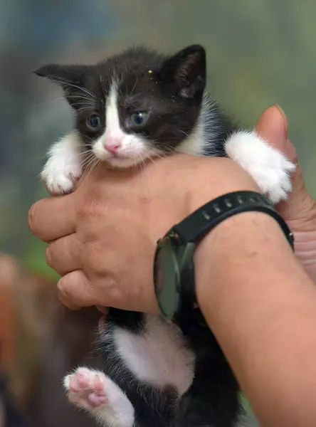 Lindo Rayas Poco Negro Con Blanco Gatito Manos —  Fotos de Stock