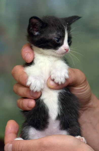 Милий Смугастий Маленький Чорний Білим Кошеням Руках — стокове фото