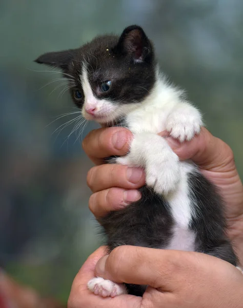 Niedlich Gestreiftes Kleines Schwarzes Mit Weißem Kätzchen Den Händen — Stockfoto