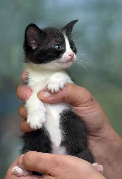 Χαριτωμένο Ριγέ Μικρό Μαύρο Λευκό Γατάκι Στα Χέρια — Φωτογραφία Αρχείου