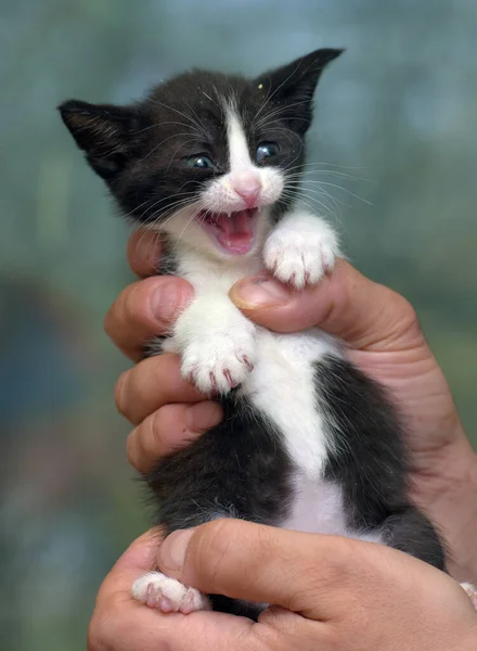 Schattig Gestreept Klein Zwart Met Wit Katje Handen — Stockfoto