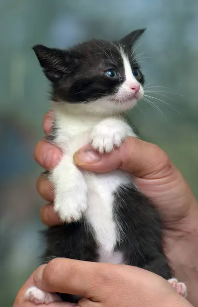 Lindo Rayas Poco Negro Con Blanco Gatito Manos —  Fotos de Stock