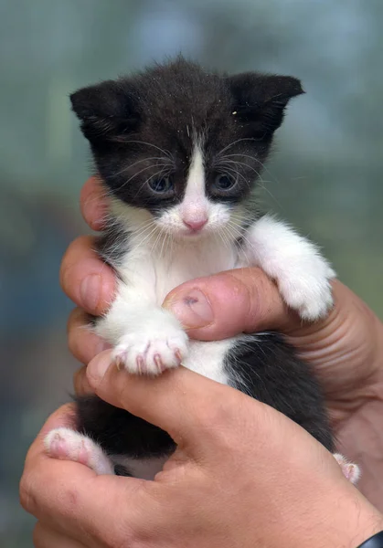 Niedlich Gestreiftes Kleines Schwarzes Mit Weißem Kätzchen Den Händen — Stockfoto