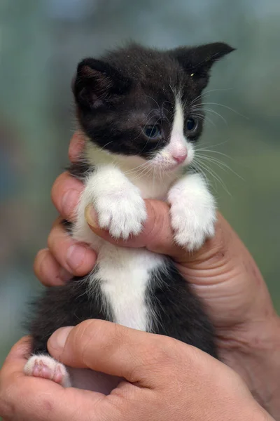可爱的条纹小黑色 手里拿着白色的小猫 — 图库照片
