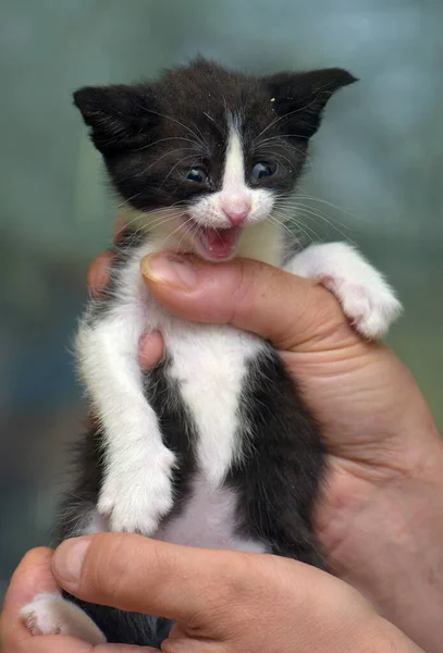 Bonito Listrado Pouco Preto Com Branco Gatinho Mãos — Fotografia de Stock