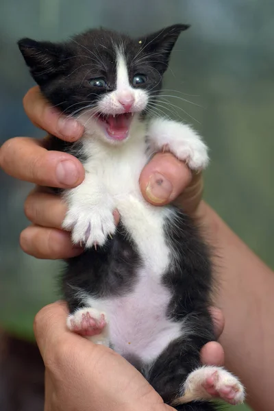 Carino Righe Poco Nero Con Gattino Bianco Mano — Foto Stock