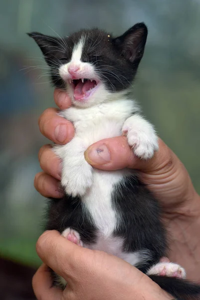 Mignon Rayé Petit Noir Avec Chaton Blanc Dans Les Mains — Photo