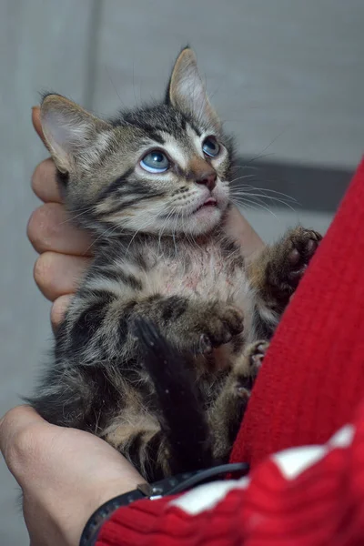 Aranyos Kis Cica Európai Gyorsírás Macska Ban Kezek — Stock Fotó