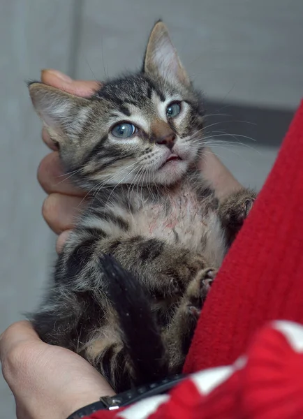 Χαριτωμένο Tabby Μικρό Γατάκι Της Ευρώπης Shorthair Γάτα Στα Χέρια — Φωτογραφία Αρχείου