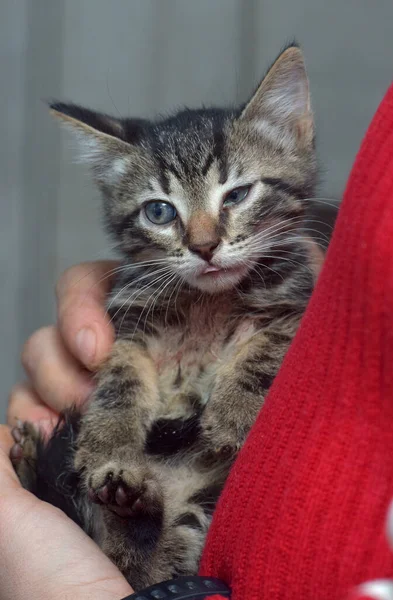 Lindo Tabby Poco Gatito Europeo Taquigrafía Gato Manos —  Fotos de Stock