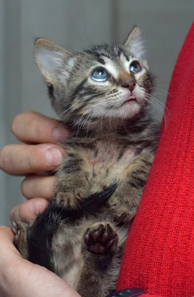 Carino Tabby Piccolo Gattino Europeo Stenografia Gatto Mano — Foto Stock