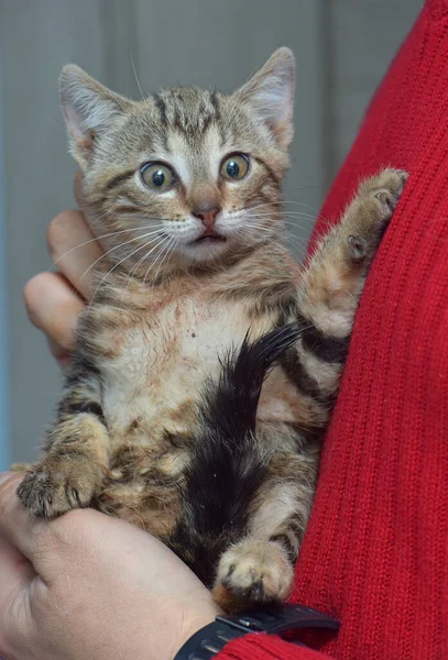 Kucing Lucu Kucing Kecil European Kucing Pendek Tangan — Stok Foto