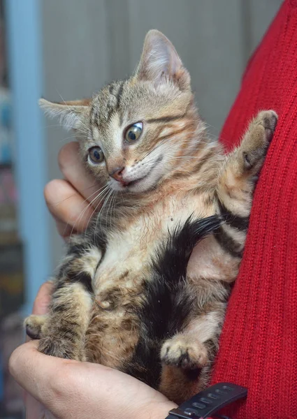 Милий Таббі Маленький Кошеня Європейський Короткошерстий Кіт Руках — стокове фото