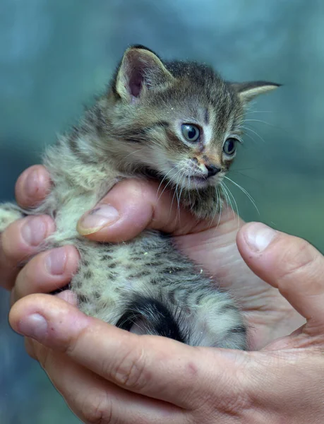 Carino Tabby Piccolo Gattino Europeo Stenografia Gatto Mano — Foto Stock