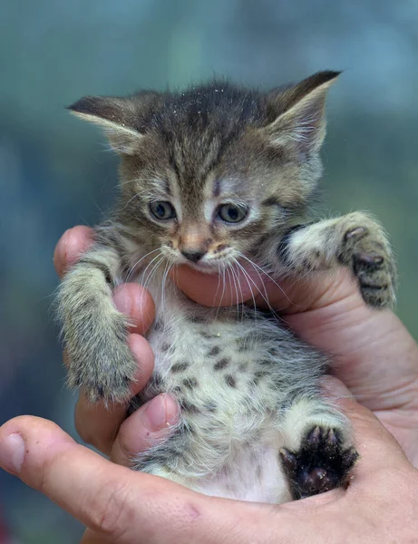 Schattig Tabby Kleine Kitten Europees Stenografisch Kat Handen — Stockfoto