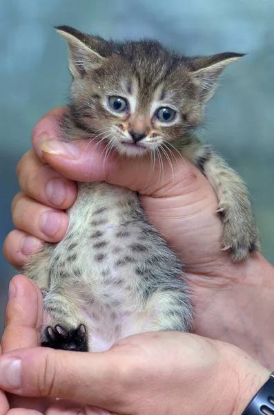 可爱的胖胖的欧洲小猫咪手里拿着欧洲小猫咪 — 图库照片