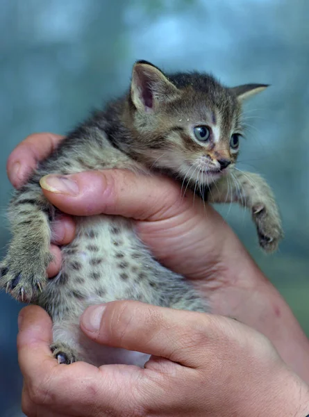 Cute Tabby Little Kitten European Shorthair Cat Hands — Stock Photo, Image