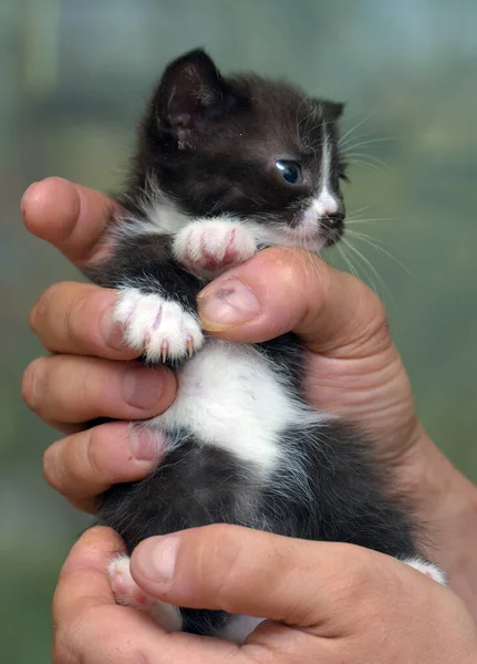 Lindo Rayas Poco Negro Con Blanco Gatito Manos —  Fotos de Stock