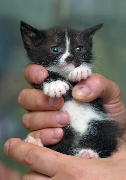 Cute Striped Little Black White Kitten Hands — Stock Photo, Image