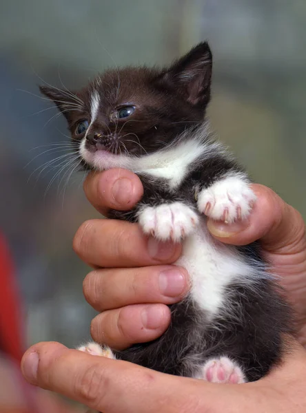 Lindo Rayas Poco Negro Con Blanco Gatito Manos —  Fotos de Stock