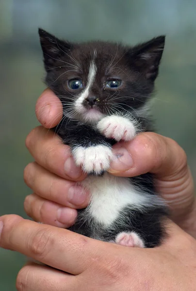 Lindo Rayas Poco Negro Con Blanco Gatito Manos — Foto de Stock