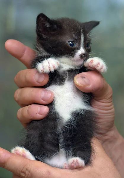 Carino Righe Poco Nero Con Gattino Bianco Mano — Foto Stock