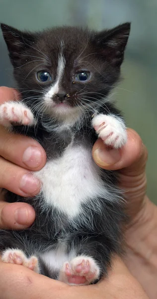 Cute Striped Little Black White Kitten Hands — Stock Photo, Image