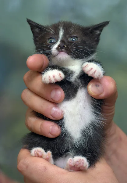 Mignon Rayé Petit Noir Avec Chaton Blanc Dans Les Mains — Photo