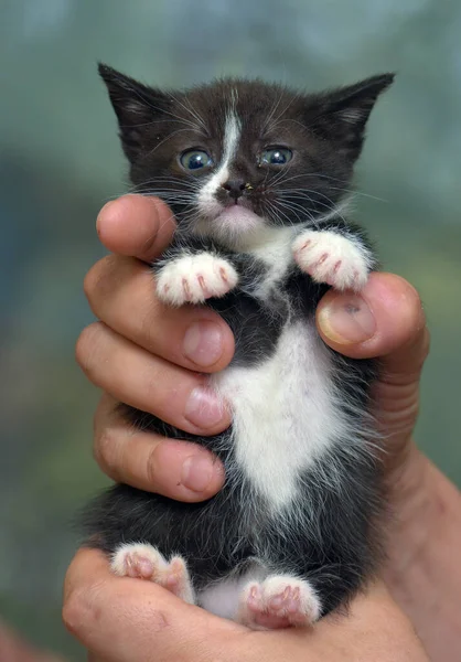 Χαριτωμένο Ριγέ Μικρό Μαύρο Λευκό Γατάκι Στα Χέρια — Φωτογραφία Αρχείου
